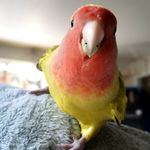 Meet your Posher, Janet - Picture 5 of 5